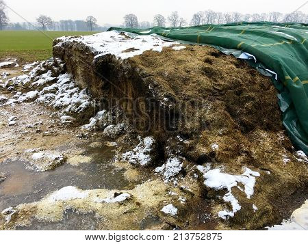 Fermented animal feed under a green tarp on a field in winter