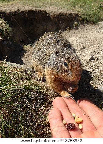Columbian Ground Squirrel (urocitellus Columbianus)