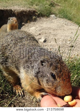 Columbian Ground Squirrel (urocitellus Columbianus)