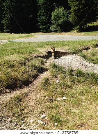 Columbian Ground Squirrel (urocitellus Columbianus)