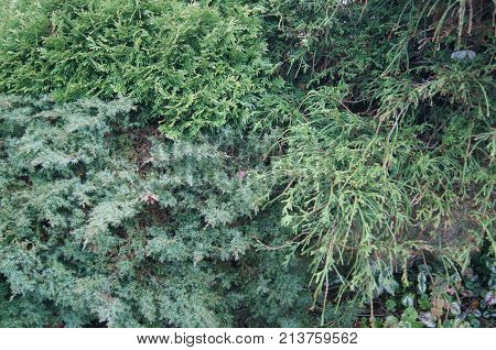 In the garden in winter green juniper cypress and spurce.