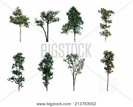 Green Wild  Tree  On Beginning  Winter In Thailand On White Isolated  Background