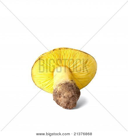 Tricholoma Equestre 버섯 흰색 절연
