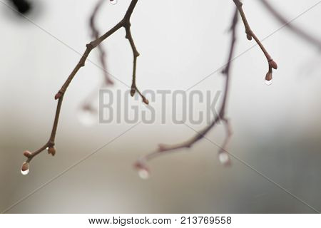 drops of rain on a foggy day on bare branches in an autumn park