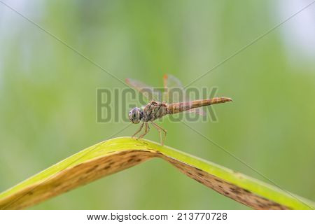 oreng dragonfly in the dry grass. beautiful yellow dragonfly on the field.