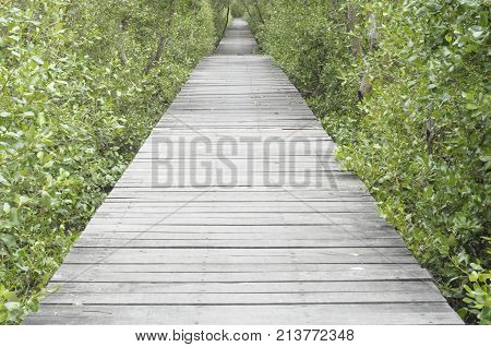 The walkway is made of plank. For a walk to see the mangrove forest. Attractions in Thailand