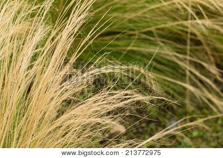 Ornamental Grass Background.