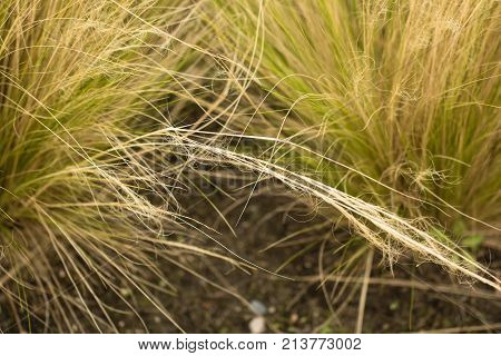 Ornamental Grass Background.