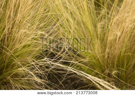 Ornamental Grass Background.