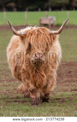 Highland cow runing towards front in field