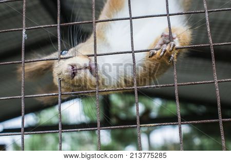 The Squirrel Sits In A Cage.