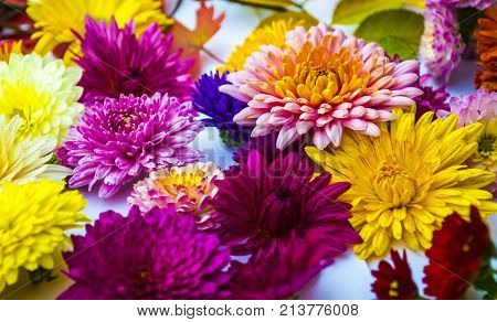 Beautiful bouquet of chrysanthemums close-up . chrysanthemum