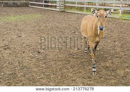 The Deer Walk Around The Enclosure.