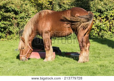 draft horse in meadow portrait in belgium