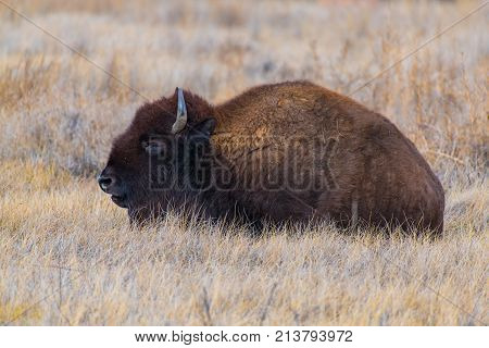 An American Bison on the Colorado Prairie