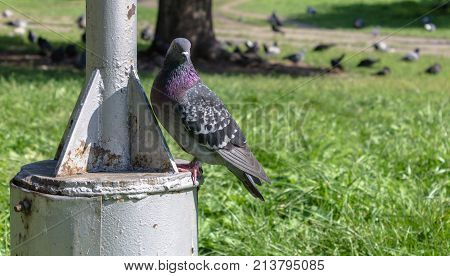blue dove bird of peace in the park close up. City bird