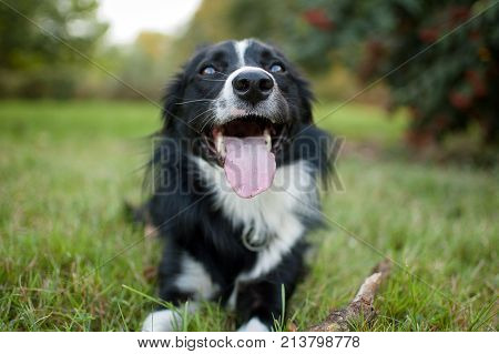 Closeup Portrait of Black and White Dog Lying on the Green Grass During Hot Summer Day