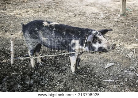 Pig in white spots on the leash