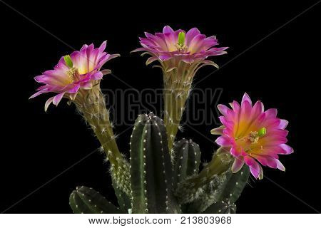 Cactus In A Pot Isolated In A Black Background