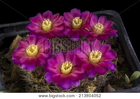 Cactus In A Pot Isolated In A Black Background