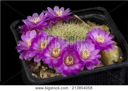 Cactus In A Pot Isolated In A Black Background