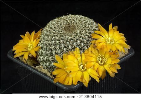 Cactus In A Pot Isolated In A Black Background