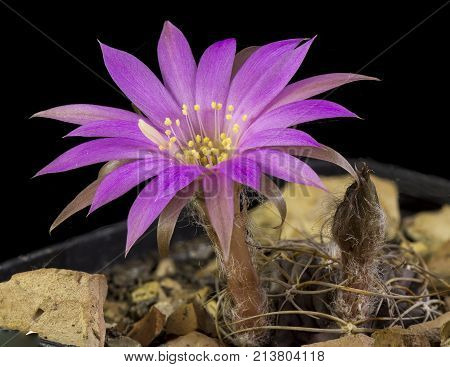 Cactus In A Pot Isolated In A Black Background