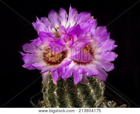 Cactus In A Pot Isolated In A Black Background