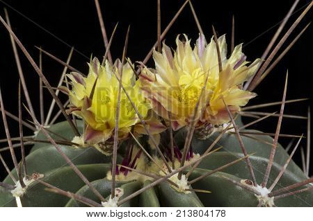 Cactus In A Pot Isolated In A Black Background
