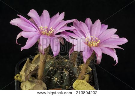 Cactus In A Pot Isolated In A Black Background