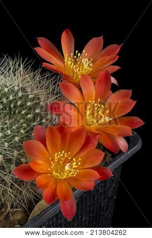 Cactus In A Pot Isolated In A Black Background