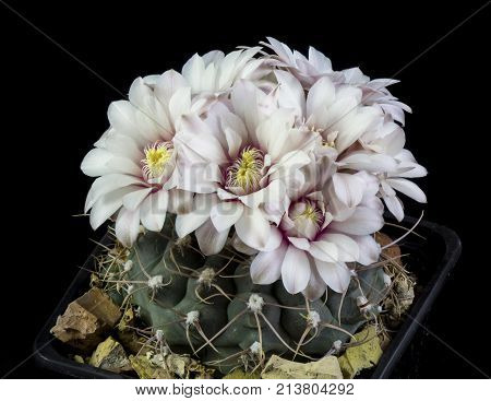 Cactus In A Pot Isolated In A Black Background