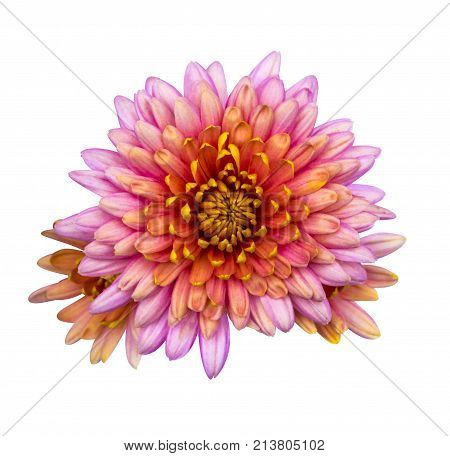 Beautiful pink dahlia Dahlia. Dahlia flower. Dahlias isolated on white background