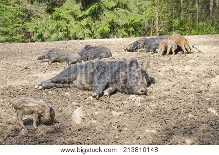 Young Wild Carpathian Boar In The Closed Territory Sniffs The Earth. Sus Scrofa Attila.