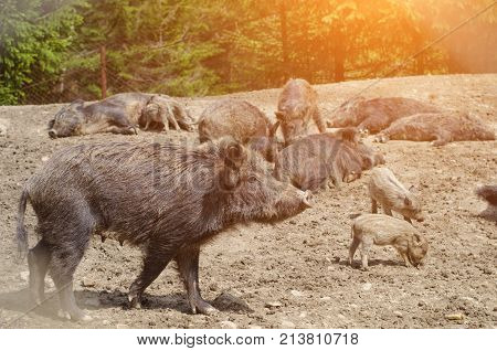 Young Wild Carpathian Boar In The Closed Territory Sniffs The Earth. Sus Scrofa Attila.