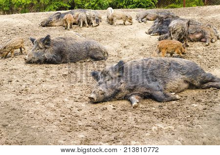 Young Wild Carpathian Boar In The Closed Territory Sniffs The Earth. Sus Scrofa Attila.