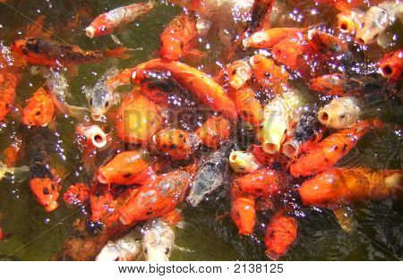 Fischen in einem Teich