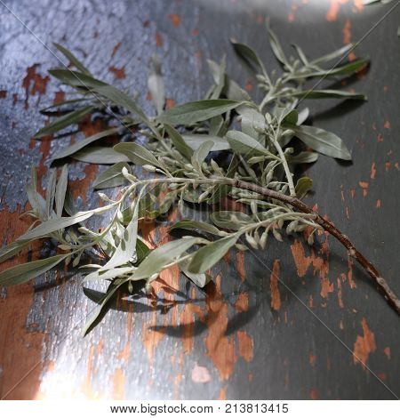 Bouquet of pussy-willow branches on a wooden background. A space for the text.