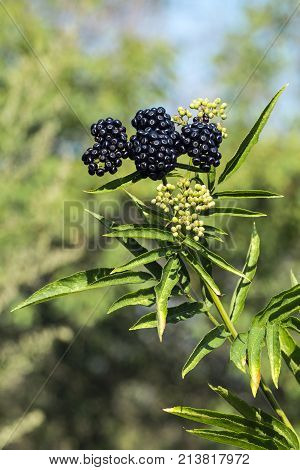 Young branch of elderberry lit by the sun (Sambucus)