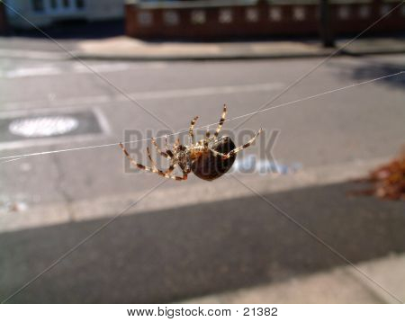 Spider On Web 2