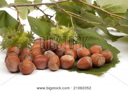 Pannocchia noci