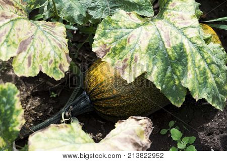 garden organic merrow squash zucchini vegetable isolated