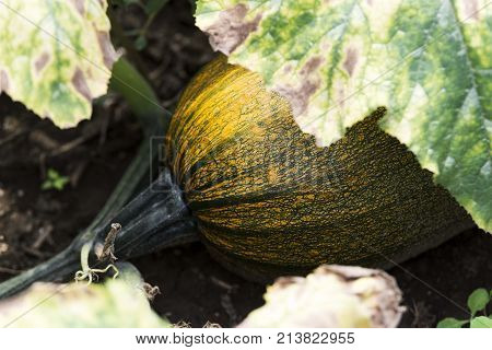 garden merrow squash zucchini vegetable isolated close up