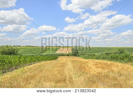 nature agriculture landscape of plant fields and sky