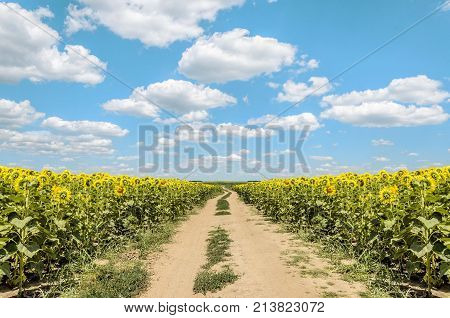 agriculture field atar with corn and sunflower seedlings