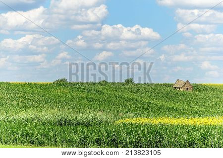 alone abandoned old house in agriculture fields. nature agricultural landscape with seedlings plants