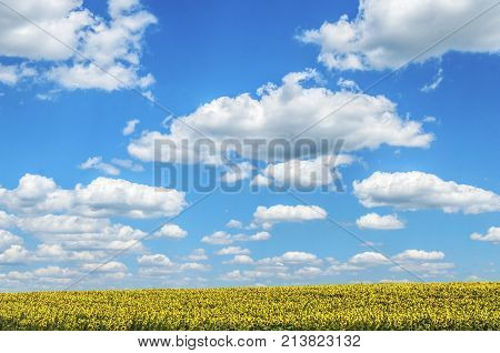 agriculture landscape fields with sunflowers and clouds. agricultural nature landscape with sunflower plants