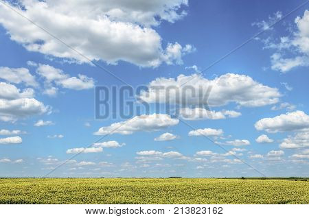 agriculture landscape fields with sunflowers and clouds. agricultural nature landscape with sunflower plants