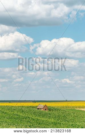 agriculture landscape fields with sunflowers and clouds. agricultural nature landscape with sunflower plants