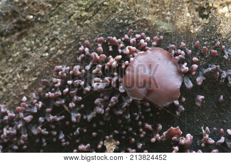 Ascocoryne sarcoides mushrooms (slime mould) on an old stump
